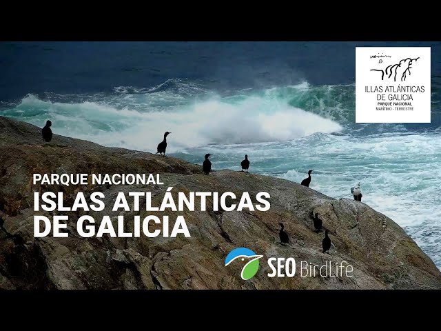 🔴 DIRECTO Islas Atlánticas de Galicia · Cormorán moñudo · Parque Nacional Marítimo-Terrestre, España