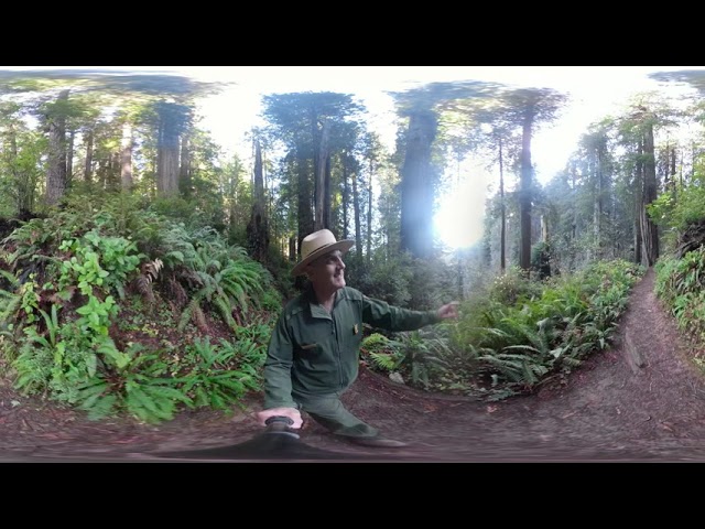 Redwoods in 360:  Why Are Old-Growth Redwood Forests Special?