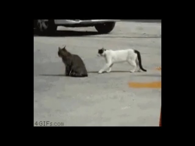 cat fight funny videos