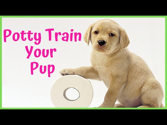 How to Potty Train Your Puppy🐶- 4 Super Easy Strategies