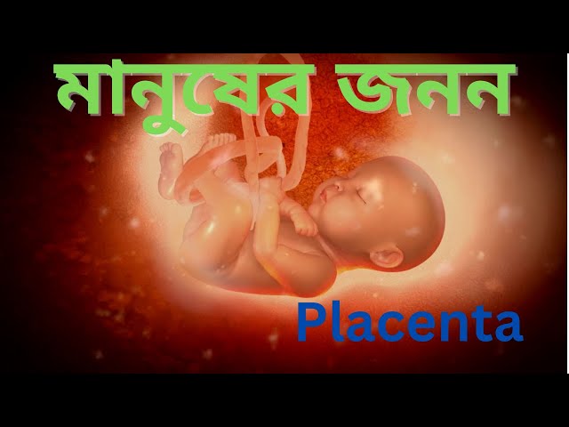 মানুষের জনন// দ্বাদশ শ্রেণি // Birth of Human: Placenta Development Explained