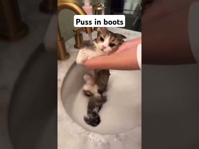 Don't he look like Puss in Boots