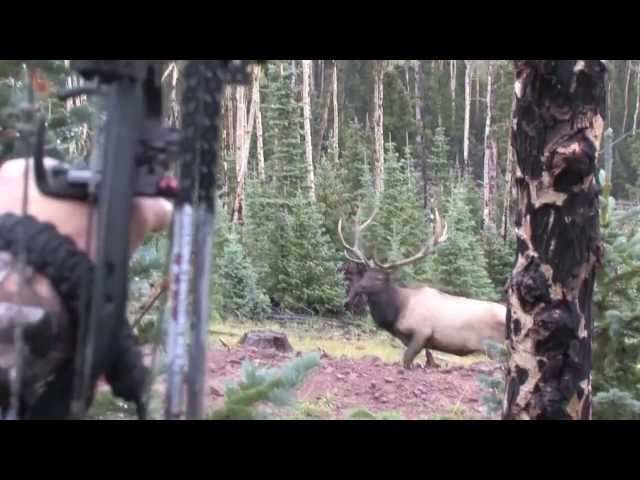 Cam and Big Bulls in Colorado 2013