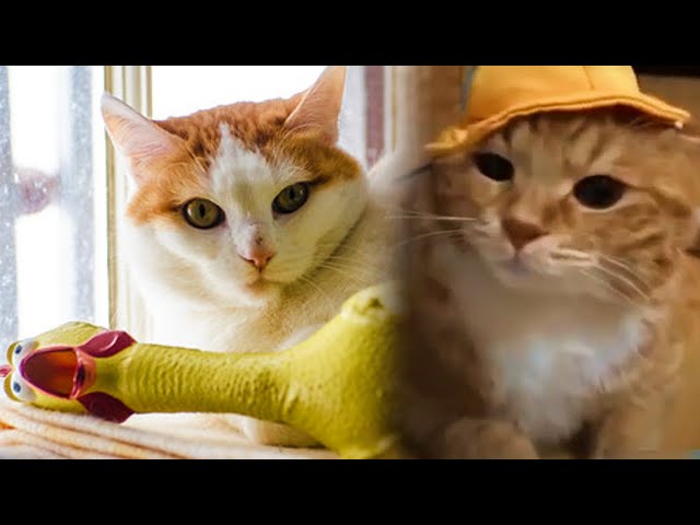 OMG So Cute Cats 🤣 Best Funny Cat Videos 😻 | Most Adorable Cats 2021