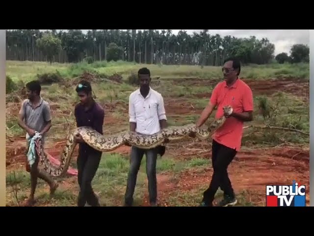 12 Foot Long Python Rescued in Chamarajanagara