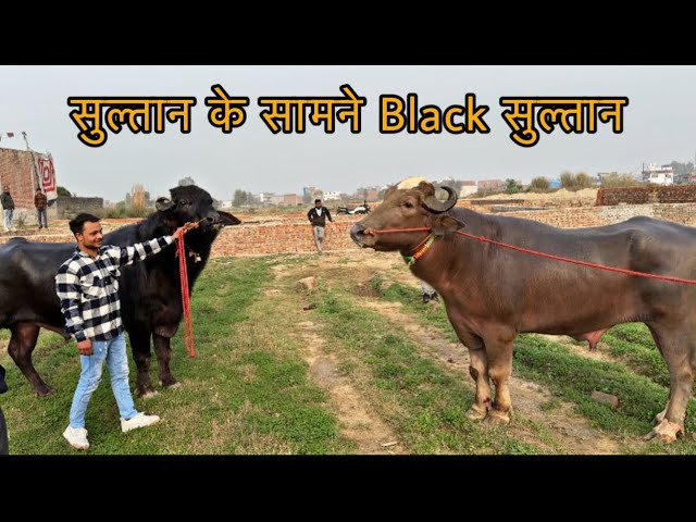 Sultan ke saamne black sultan || @Bull.Rider-Vlogs