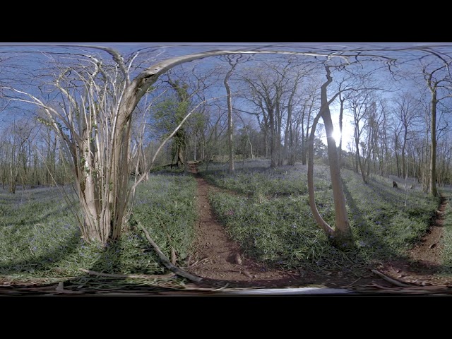 Sunrise over bluebell woods of Ashton Hill, Failand - 360 video with spatial sound