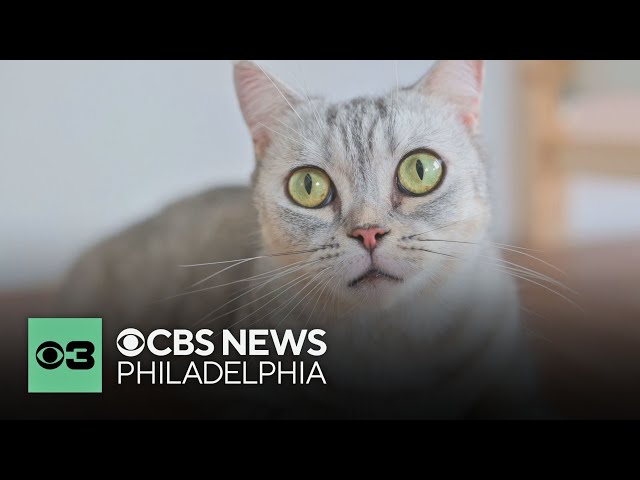 What to know before adding a cat to your family | Pet Project