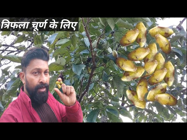 त्रिफला चूर्ण, हेडा बहेड़ा और आंवला  ll ( pahadi lifestyle vlog )  ll Rajwansh vlog ll