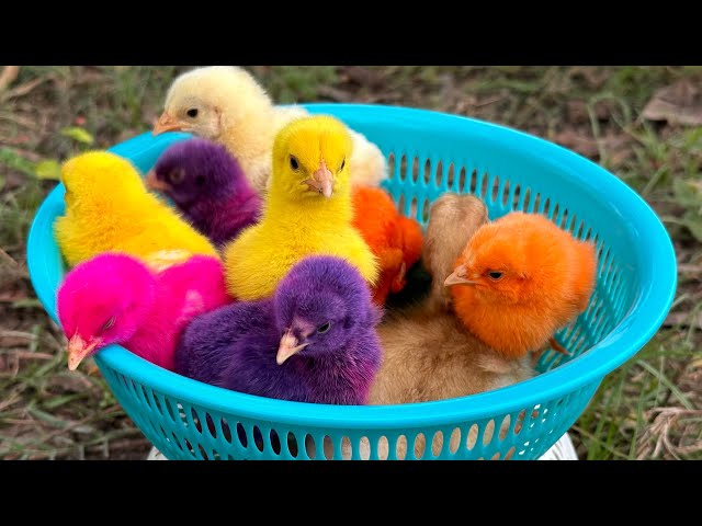 Catch millions of cute chickens, colorful chickens, rainbow chickens, rabbits, ducks, cute animals