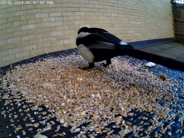 magpies showing pigeons who is the boss