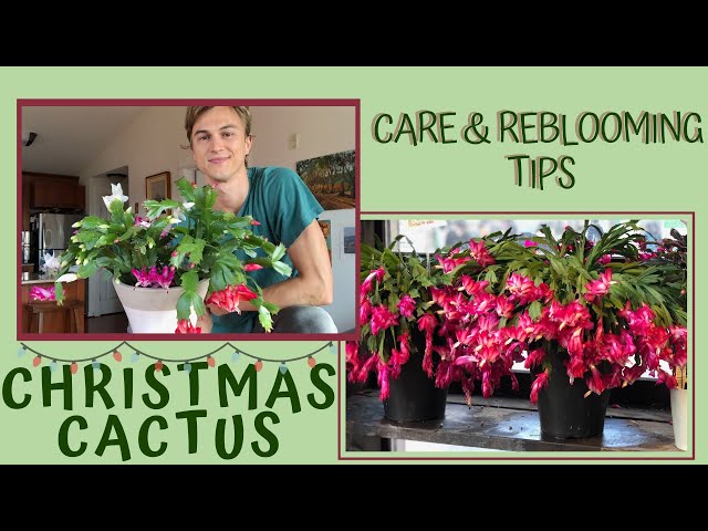 How to Grow CHRISTMAS CACTUS for lots of Flowers - Schlumbergera (subtítulos en español) 2023