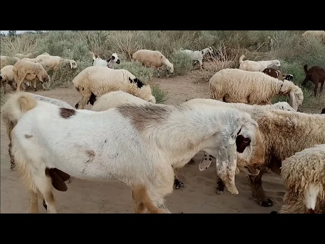 Goats and sheep in the forest