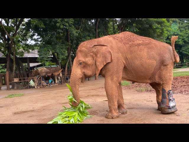 Touching Moment Elephant Get Prosthetic Leg For The First Time - ElephantNews