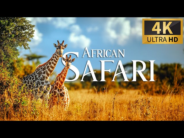 African Safari 4K 🐾 Discovery Relaxation Wonderful Wildlife Movie with Relax Piano Music