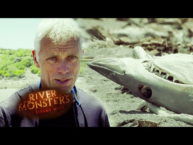 Jeremy Visits Illegal Shark Graveyard | River Monsters