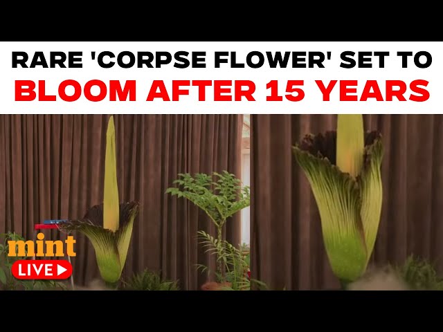 Corpse Flower Blooming Live : Corpse Flower Blooming At The Botanic Gardens Of Sydney