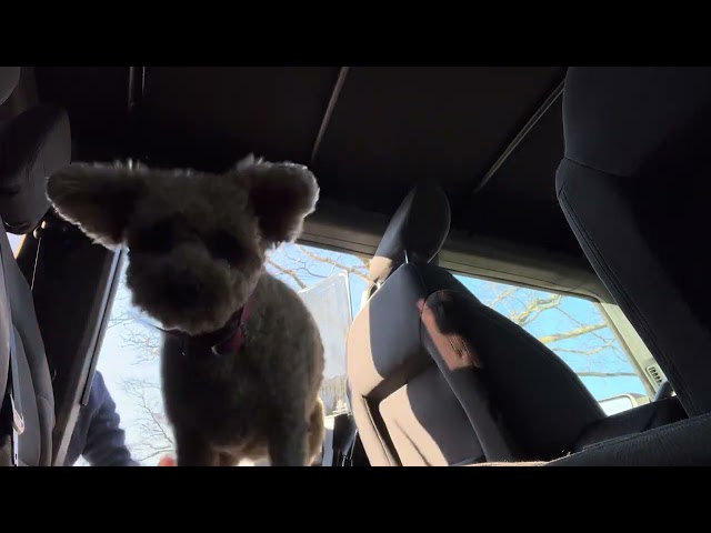 Check out Billie's hops #dog #puppy #car #billie