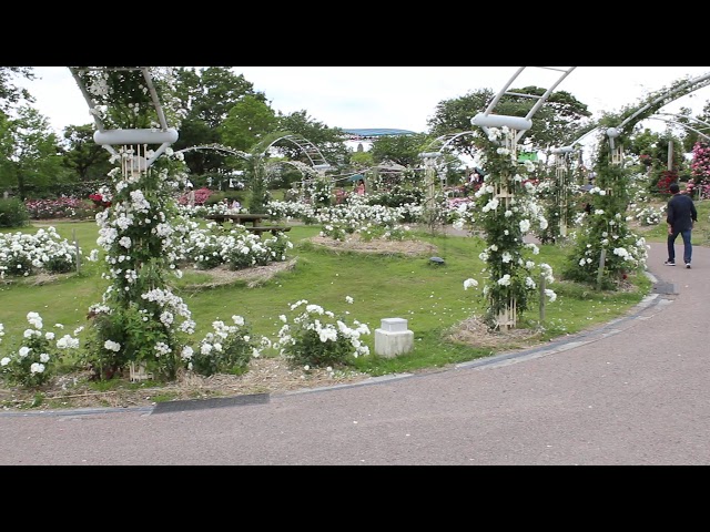 The rose garden Park, Japan　5