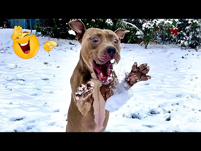 The Funniest Animal Videos Compilation! 😹🐶 Cat and Dog Videos That Don't Disappoint You