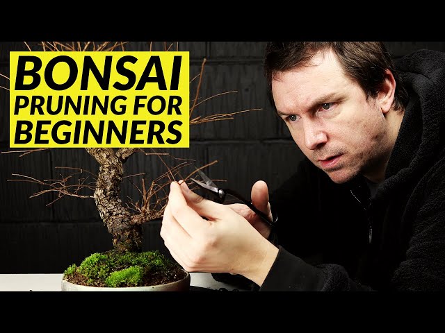 5 Bonsai Pruning Tips for Beginners