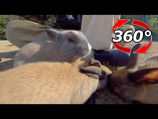 VR 360° | hungry! Rabbits have no interest in humans after being fed.