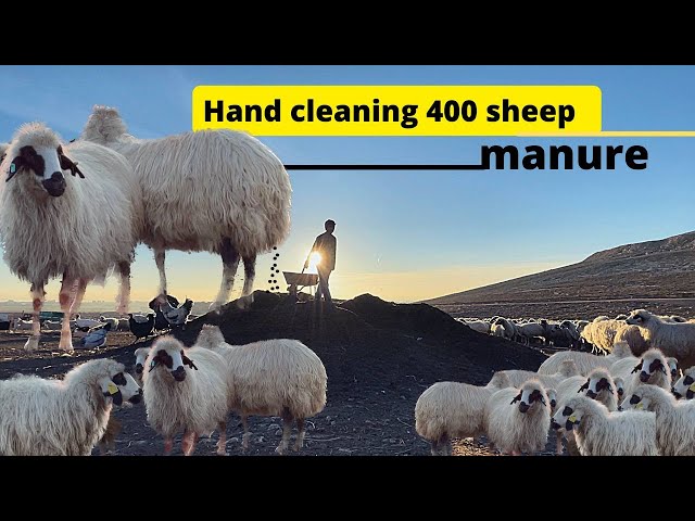 A family of shepherds PART-2 / DAILY LIFE OF A NOMADIC SHEPHERD / Turkey / Village life in Turkey