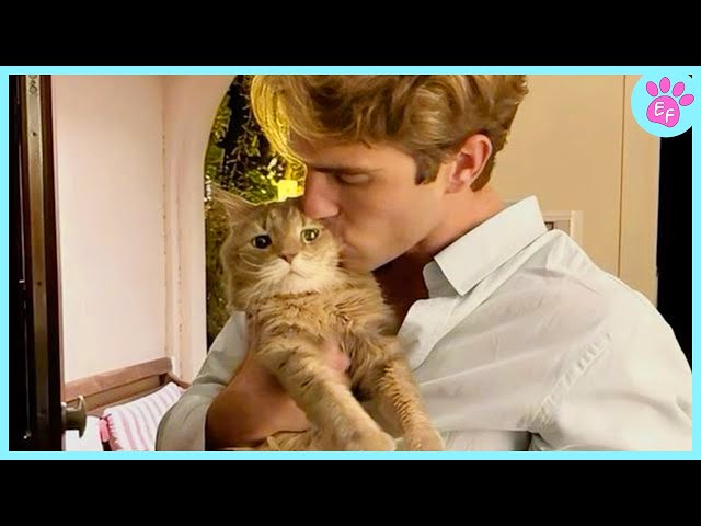 Love of Cats Moments That Will Cure Your Depression ❤️ Cute Cat and Human Videos 2024