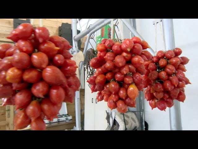 O Melhor Tomate do Mundo dura 1 ano e fica no vulcão Vesúvio