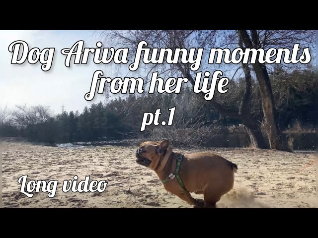 Dog Ariva Funny Moments From Her Life. Long video with dog Ariva pt.1