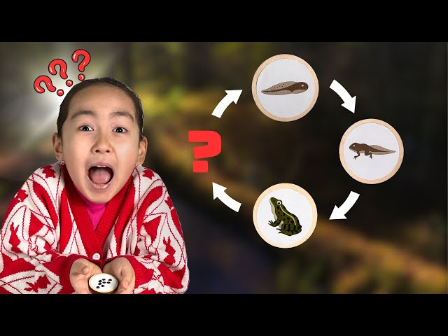 Animal and Plant Life Cycle | Science Learning Game for Kids