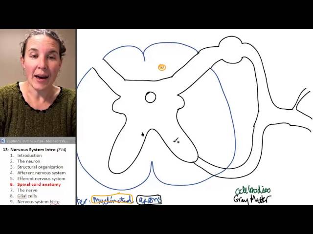 Nervous system 6- Spinal cord