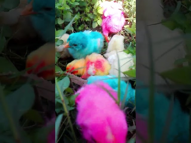 Wow Funny Hen Chicks videos | Cutest chicken | murgi k chote  chote chuja | Colorful Chicki #shorts