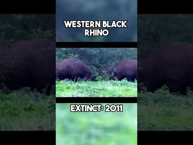 Last Videos of 5 Extinct Animals