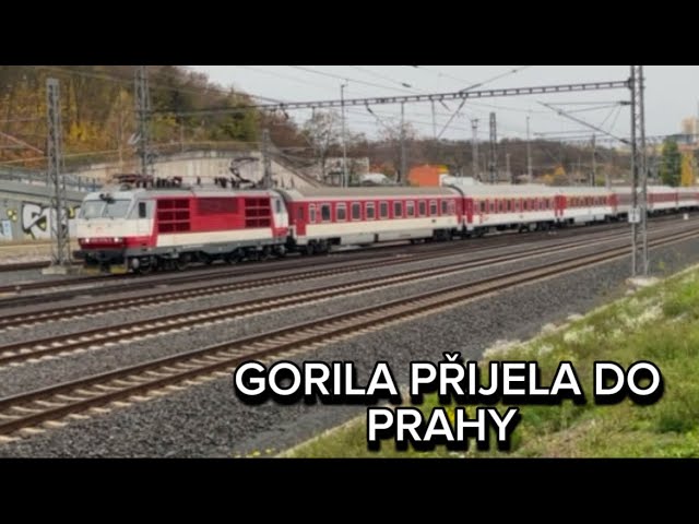 GORILA přijela do Prahy na soustruh + šocení