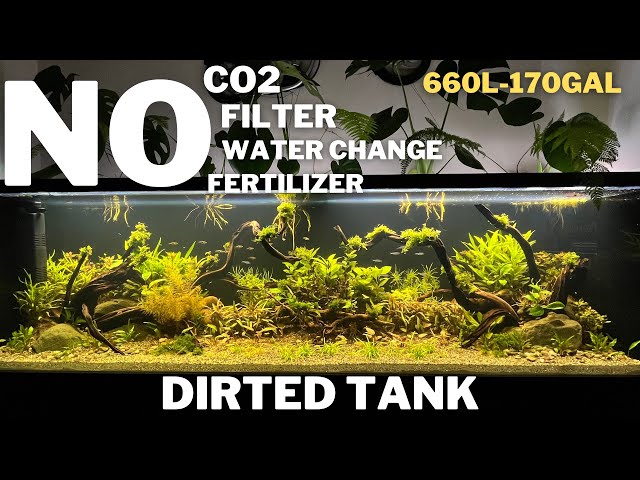 Aquascape Tutorial: How To Make A Natural Planted Dirted Tank | Low Tech Tank | Ecosystem Aquarium