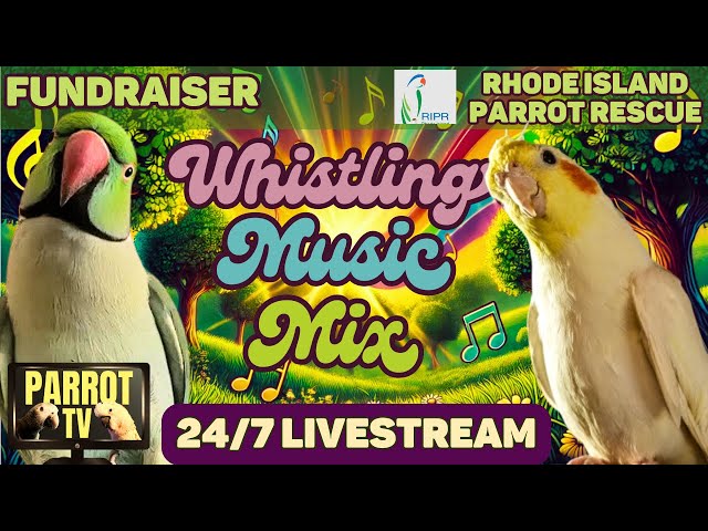 Sing-Along Whistle Music Mix: Happy Music for Birds to Practice Whistling to | Bird Room TV Vibes🌿🎵🦜