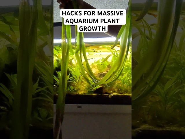 Hacks for massive aquarium plant growth which work for Cryptocorynes, hygrophila, Vallisneria & more