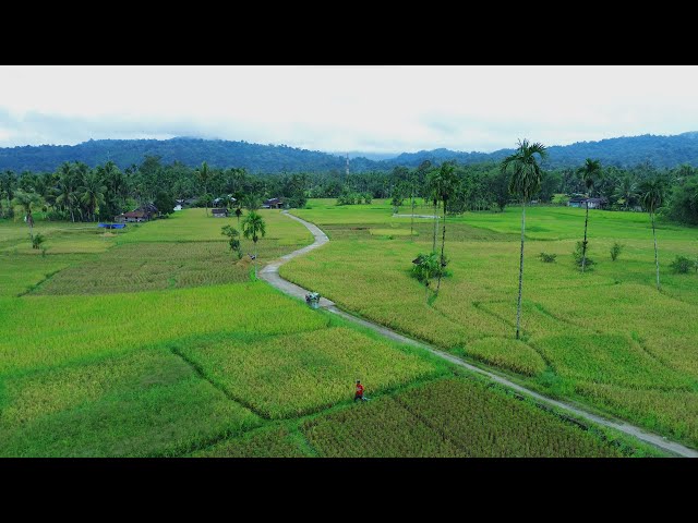 ALAI VILLAGE | The Charm of Rural Beauty Village on the Equator Line | West Sumatra, Indonesia