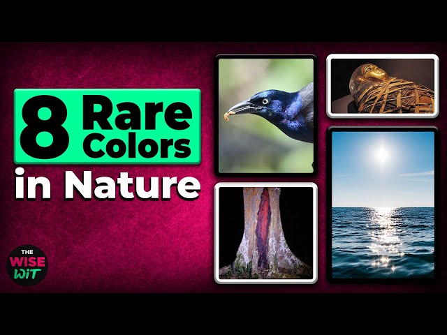 8 rare colors in nature and their SECRETS! | Learn & Laugh