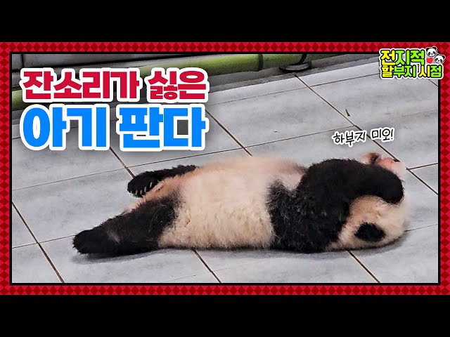 (SUB) Baby Panda Is Sulking At Zookeeper🐼│Panda World