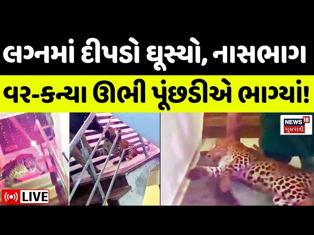 Leopard In Wedding LIVE | લગ્નમાં દીપડો પહોંચ્યો, ભાગમભાગ! | Lucknow | Video Viral | Shocking | News