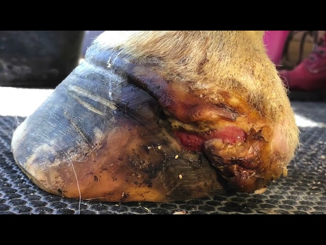 Maggots Save Horse From Euthanasia With Severe Hoof Infection