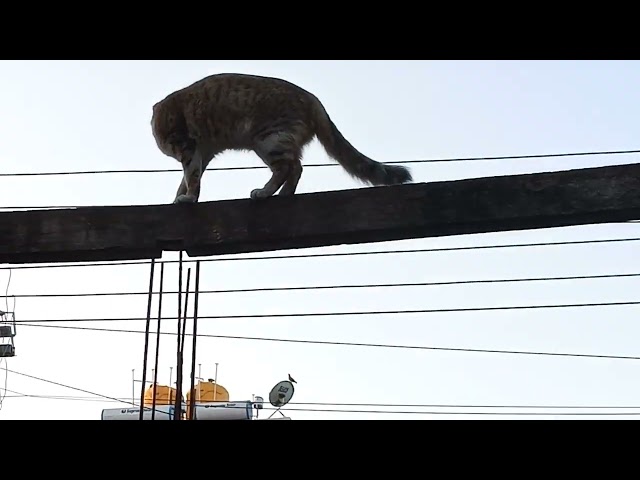 Ninja cat funcats, #shortvideo #cat