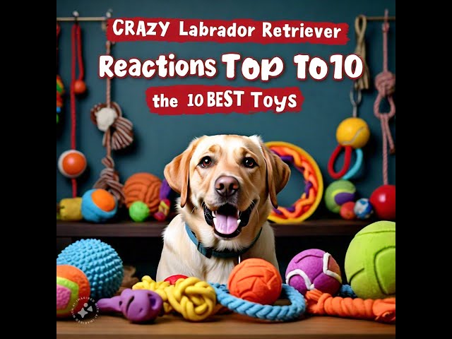 CRAZY Lab Reactions to the TOP 10 BEST Toys!