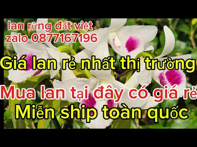 9/12 lan var ,lan đột biến giá rẻ ,bd, cờ đỏ ,đại cát , hph ,bệt kỳ hoa ...vv