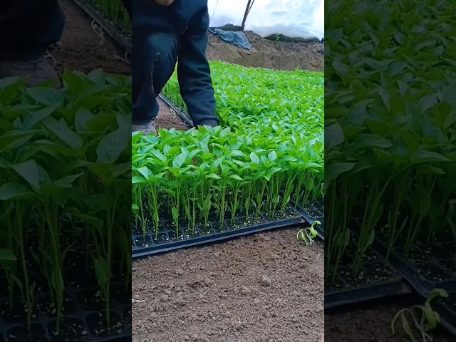 Beautiful Pepper Seedlings #satisfying #farming