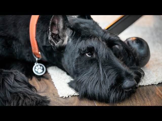 playing with the giant schnauzer