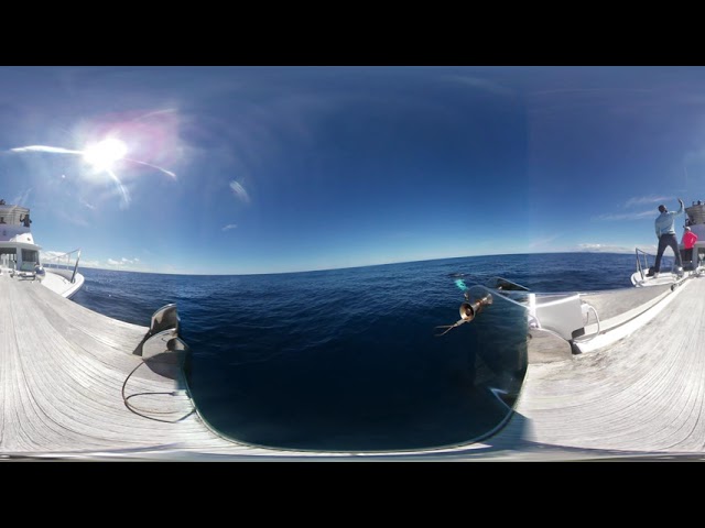 Traveler Whale Watching VR Bermuda