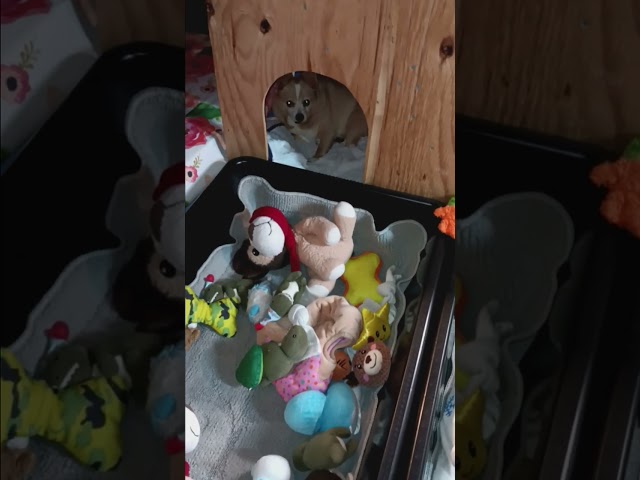 our doggie  babies in the basement play area 😍 ❤️ 💕  their Daddy  built their bunkbeds ❤️ 💙 💜 💖 💗